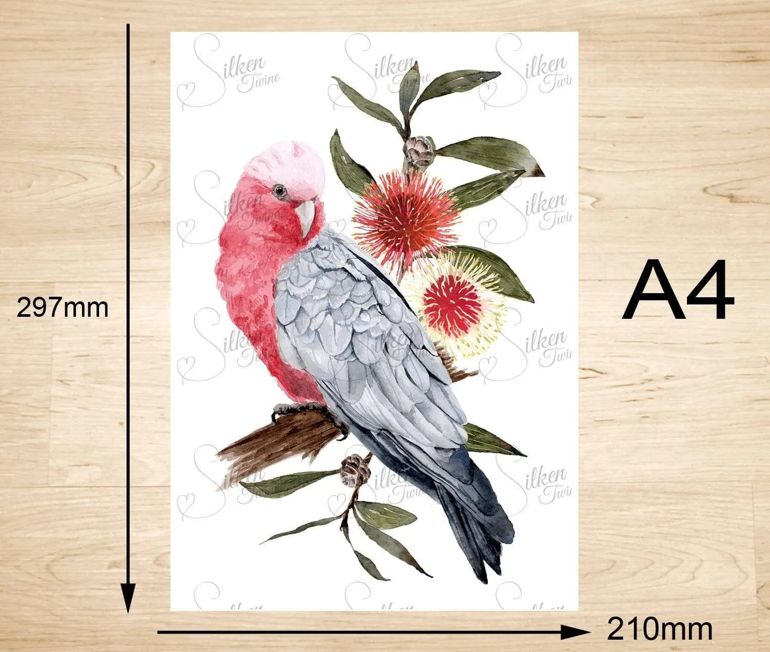 Galah Art Print set of 3