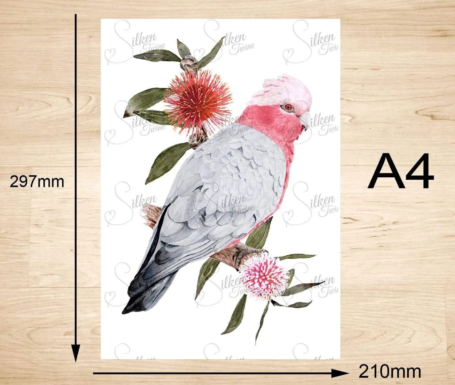 Galah Art Print set of 3