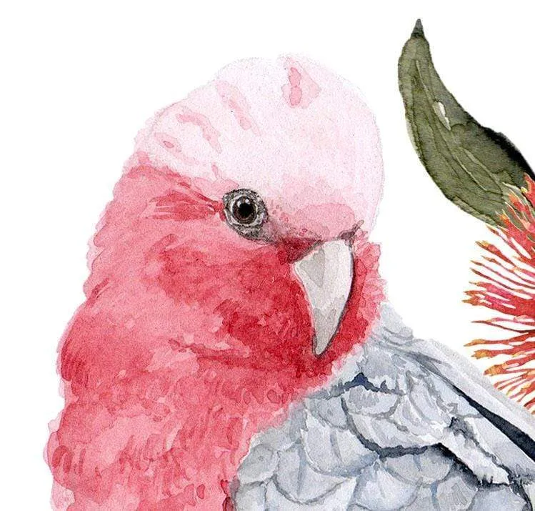 Galah Art Print set of 3