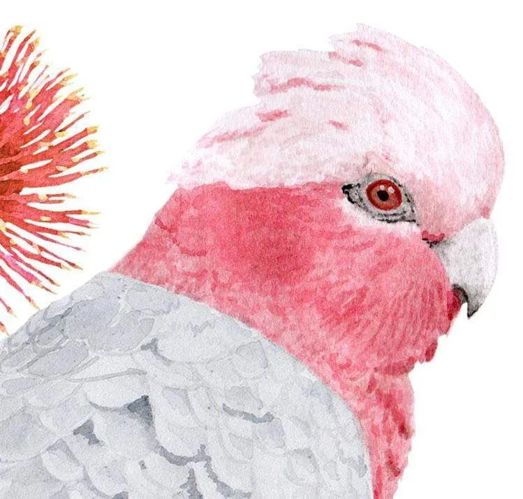 Galah Art Print set of 3